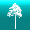 Arboreal - Tree Height