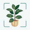 Plant & Leaf Identification