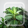 Plant Identifier, Plant Care