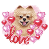 Baby Pomeranian Stickers