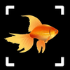 Fish Identifier: Fish Breed ID