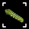Caterpillar Identifier