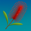Callistemon, Bottlebrush