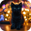Black Cat Wallpapers