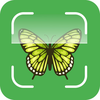 Butterfly Identifier