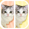 Cat Find Differences