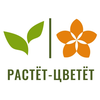Растет-Цветет