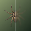 Bug Identifier: Spider Scanner