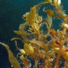Sargassum