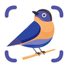 BirdSnap: Bird Identifier ID