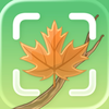 Tree Identifier - Wood & Leaf