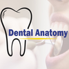 Dental Anatomy Quiz Master