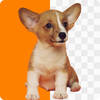 AI Photo BG Remover- BG Editor