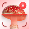 Mushroom Identifier: FungiEcho