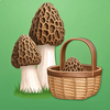 Mushroom Finder:Mushroom Spots