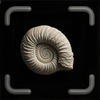 Fossil Identifier - FossilAI