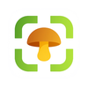 Mushroom Identifier