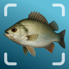 Fish Identifier - ScatDive