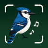 Bird Identifier AI Bird Guide