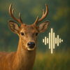 Animal Sound Identifier #1
