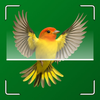 Picture Bird ID: Identify Bird