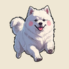 complimentary samoyed