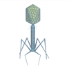 Conference on Bacteriophages