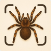 Spider Identifier: Insect ID