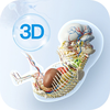 Embryo Master-3D Learning Tool