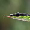 Snake Identifier: SlitherID