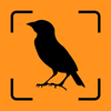 Bird Identifier - Ornithology