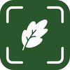 Leaf Identifier - LI