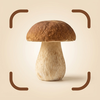 Mushroom Identifier & ID Scan