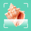 Sea Shell Identifier Collector