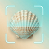 Shell Identifier: Rarity Value