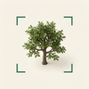Tree Identifier - Tree ID