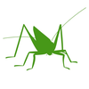 Orthoptera