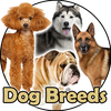 Dog Breeds - Pics and Info