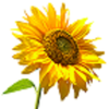 SDIC - Sunflower Diseases
