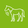 Foal App Mare