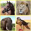 Animals for Kids: Learn