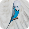 Budgerigar App