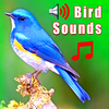Birds Ringtones & Sounds