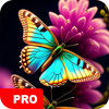 Butterfly Wallpapers PRO