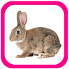 Learning animals - Flashcards
