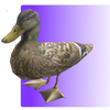 Feed the Duck 3D