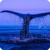 Blue Whale Wallpaper