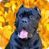 Cane Corso Wallpaper
