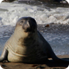 Elephant Seal Wallpaper