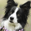 Border Collie Dogs Wallpapers